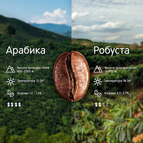 Арабика и робуста - условия для выращивания